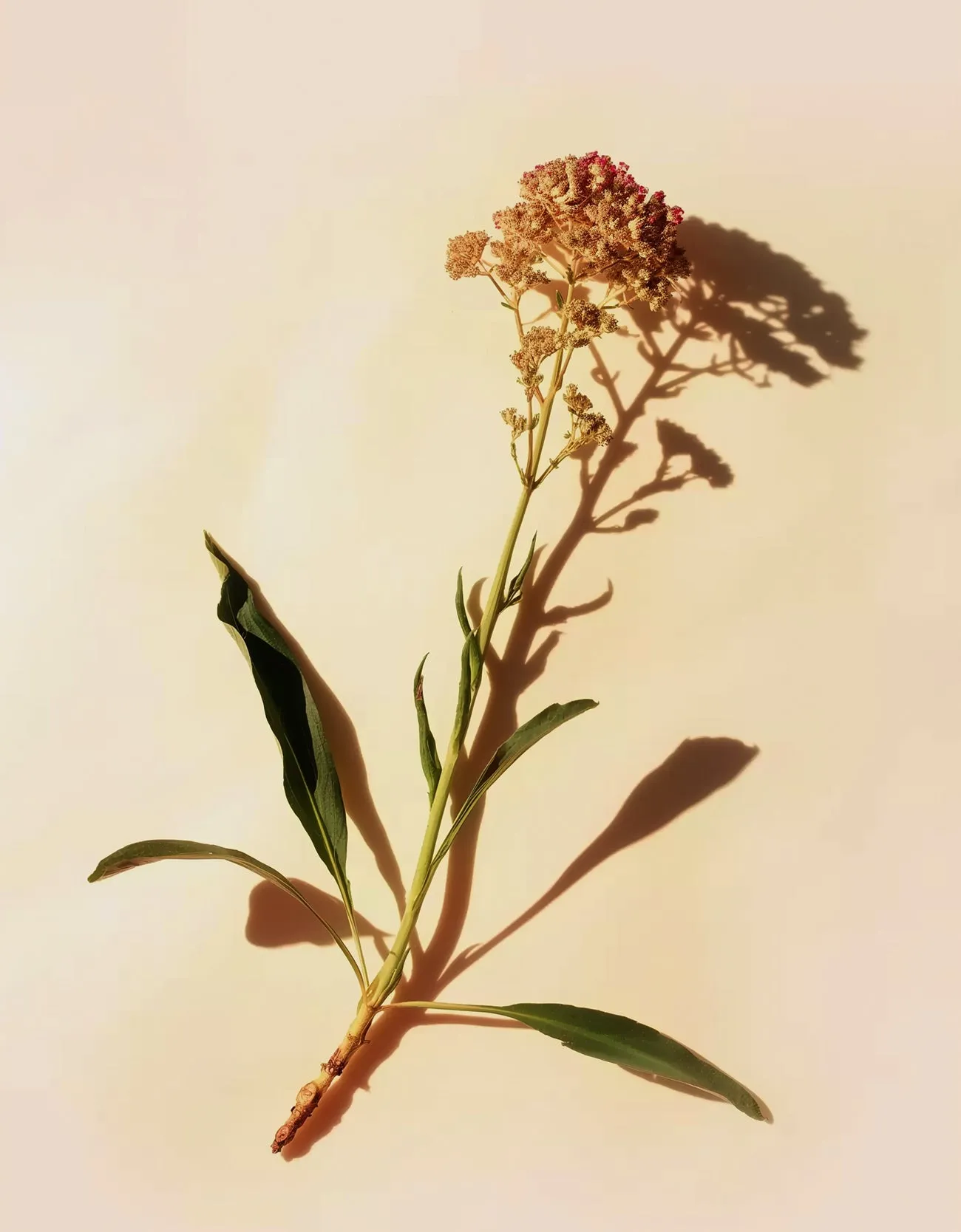 Spikenard Oil
